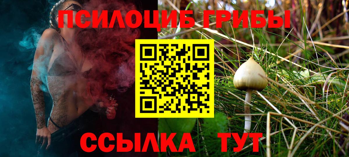 Псилоцибиновые грибы Psilocybe Пугачёв